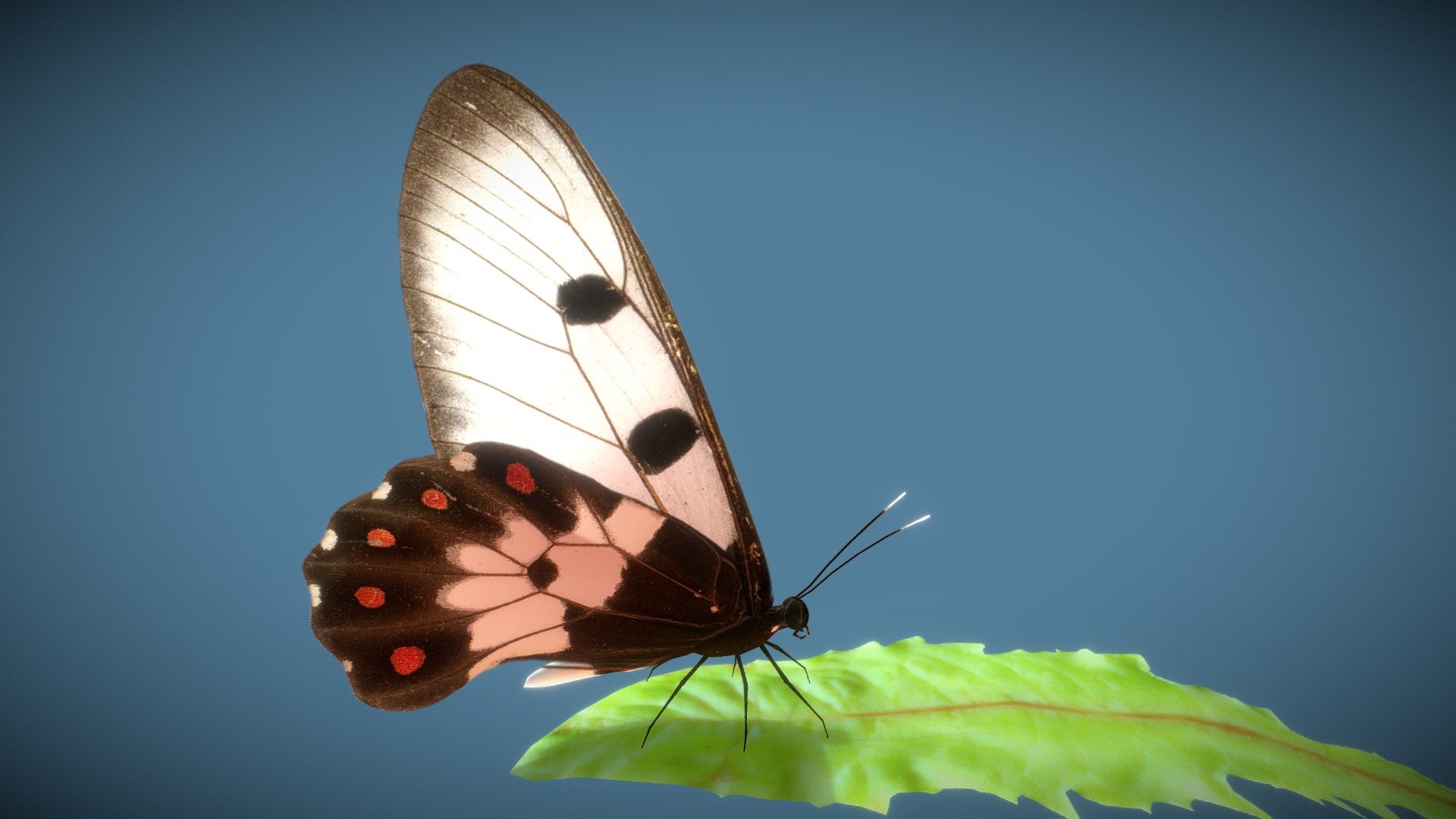 Animated Butterfly pack (10 wing colors)