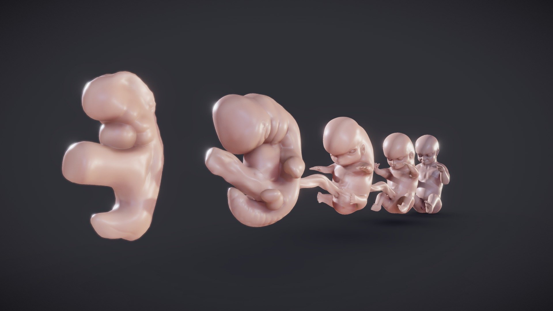 Baby stages (Fetal Development)