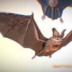 Bat Creature 3d Model - Highly detailed bat creature 3d model, showcasing intricate wing membranes and realistic fur texture for wildlife scenes.