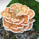 Big bright mushroom