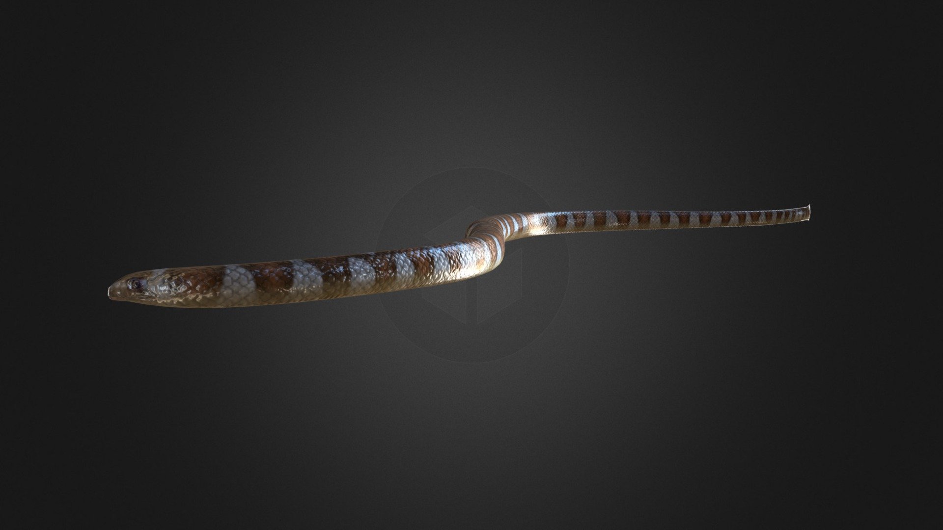 Black-Banded Sea Krait Rigged