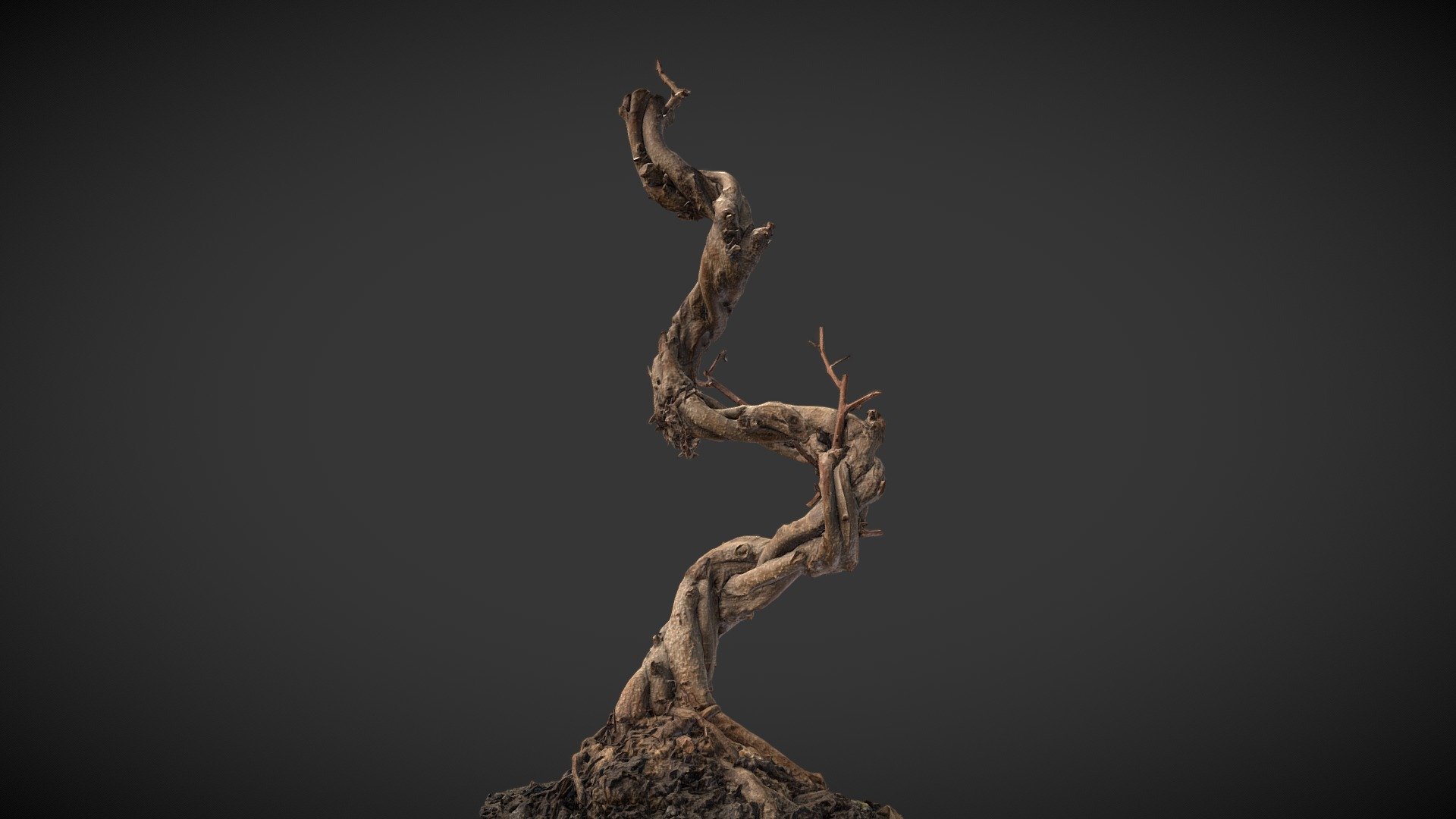Bonsai 3D scan