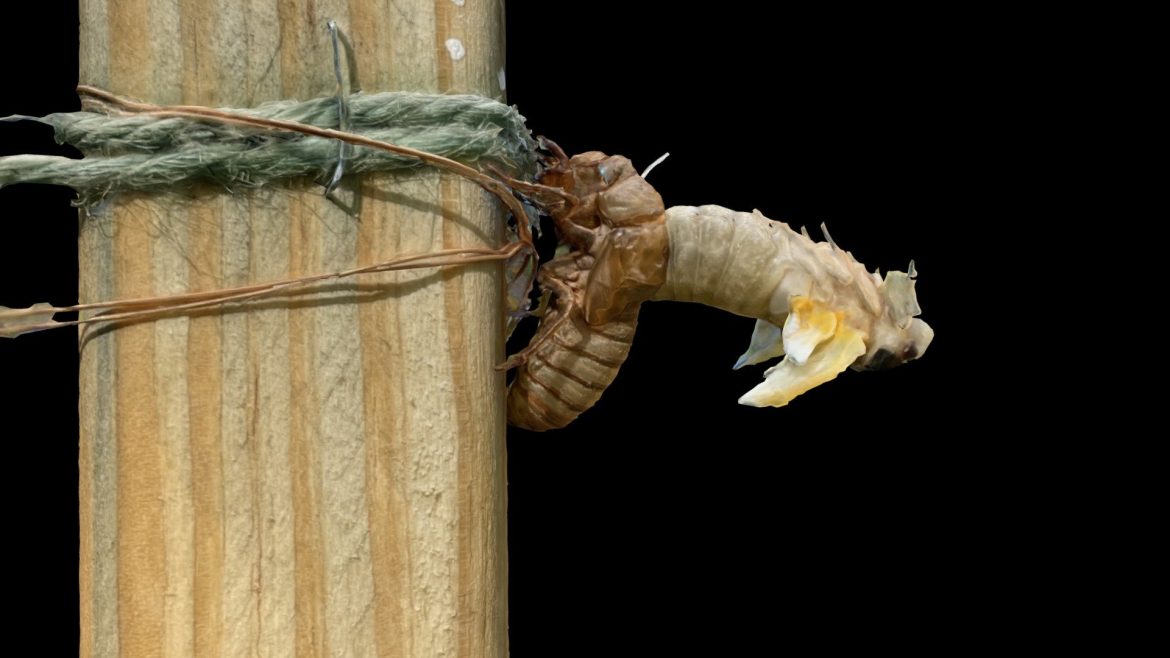 brood x cicada nymph molt to tenereal adult 3d model
