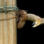 brood x cicada nymph molt to tenereal adult 3d model