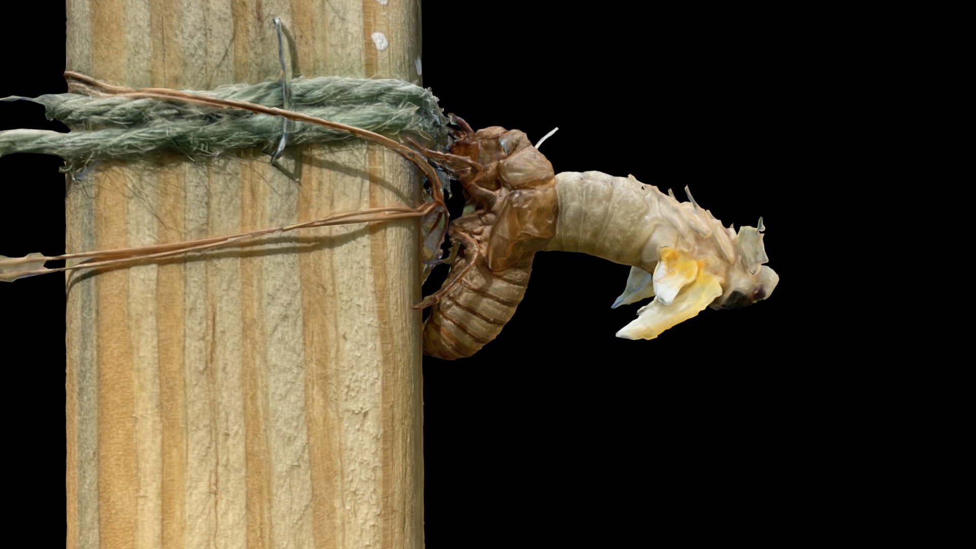Brood X Cicada Nymph molt to Tenereal adult