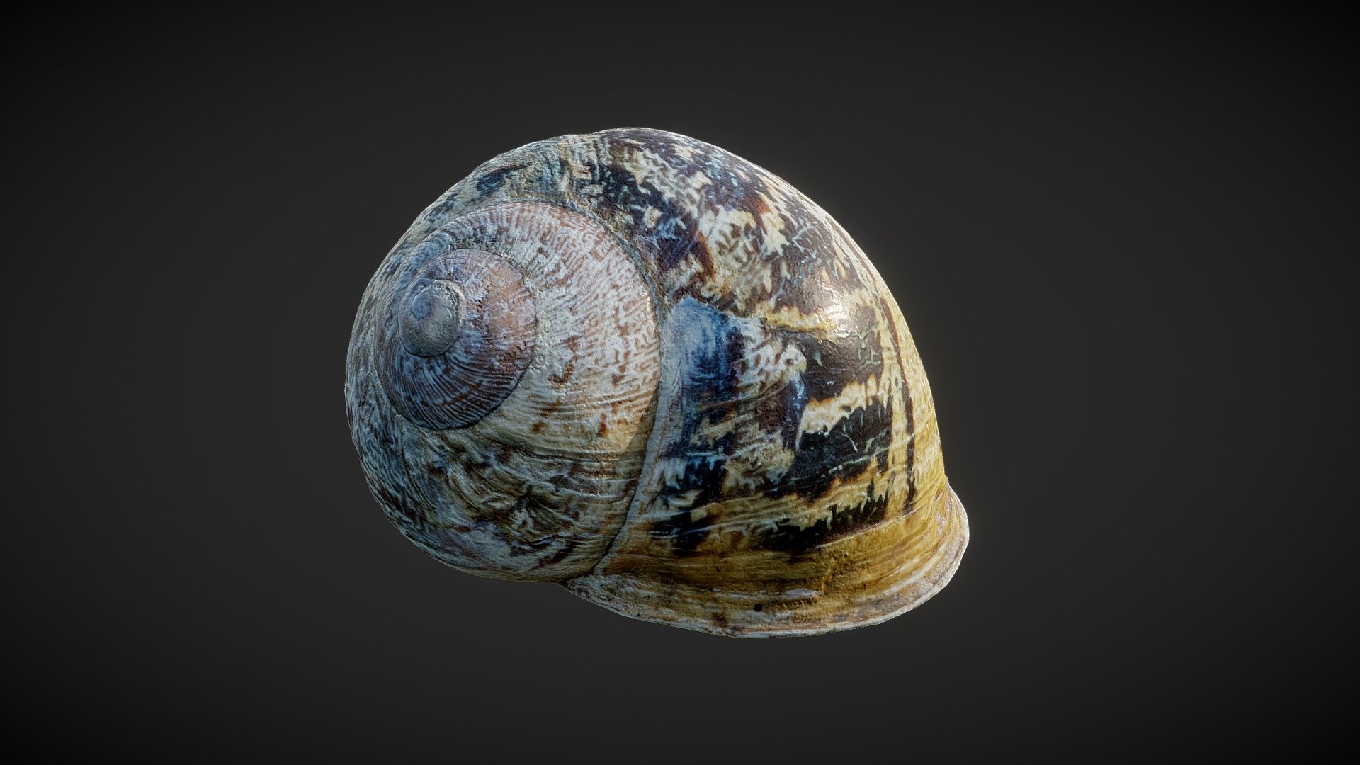 Brown snail shell 01