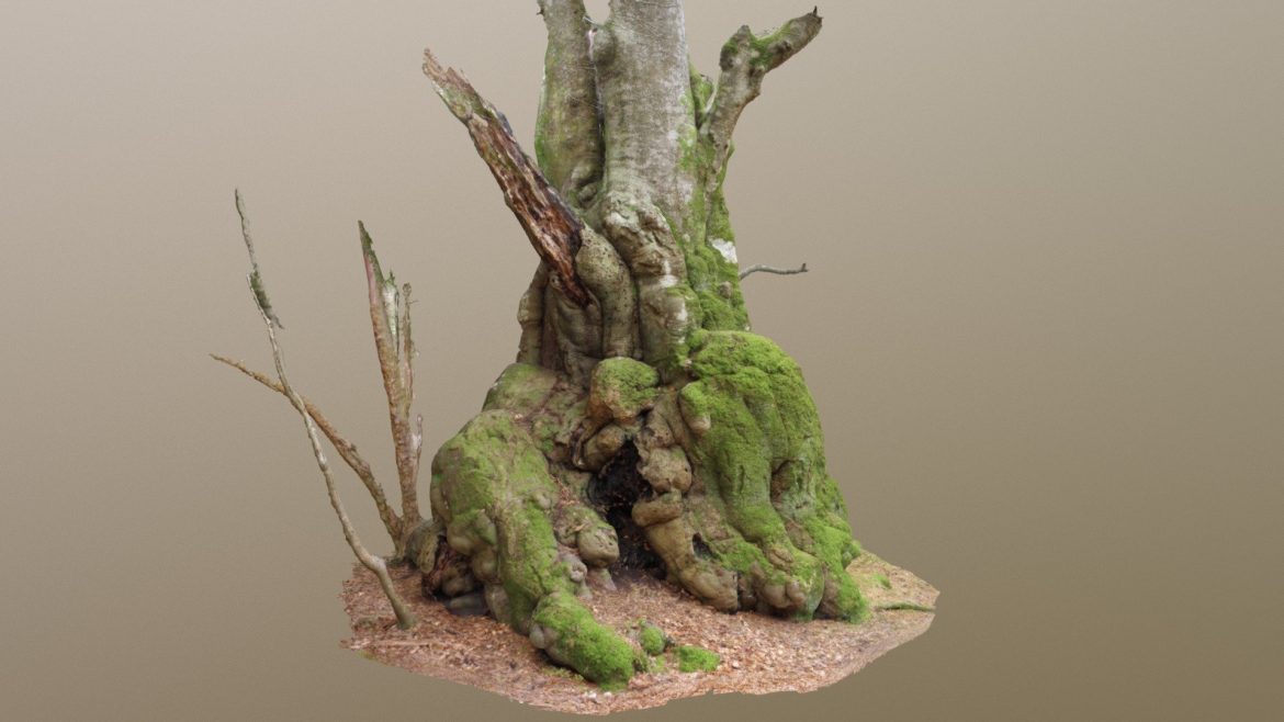 bulgy gnarled beech tree 3d model