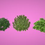 Bush