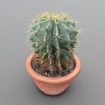 cactus in pot 3d model