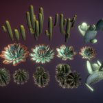 Cactuses