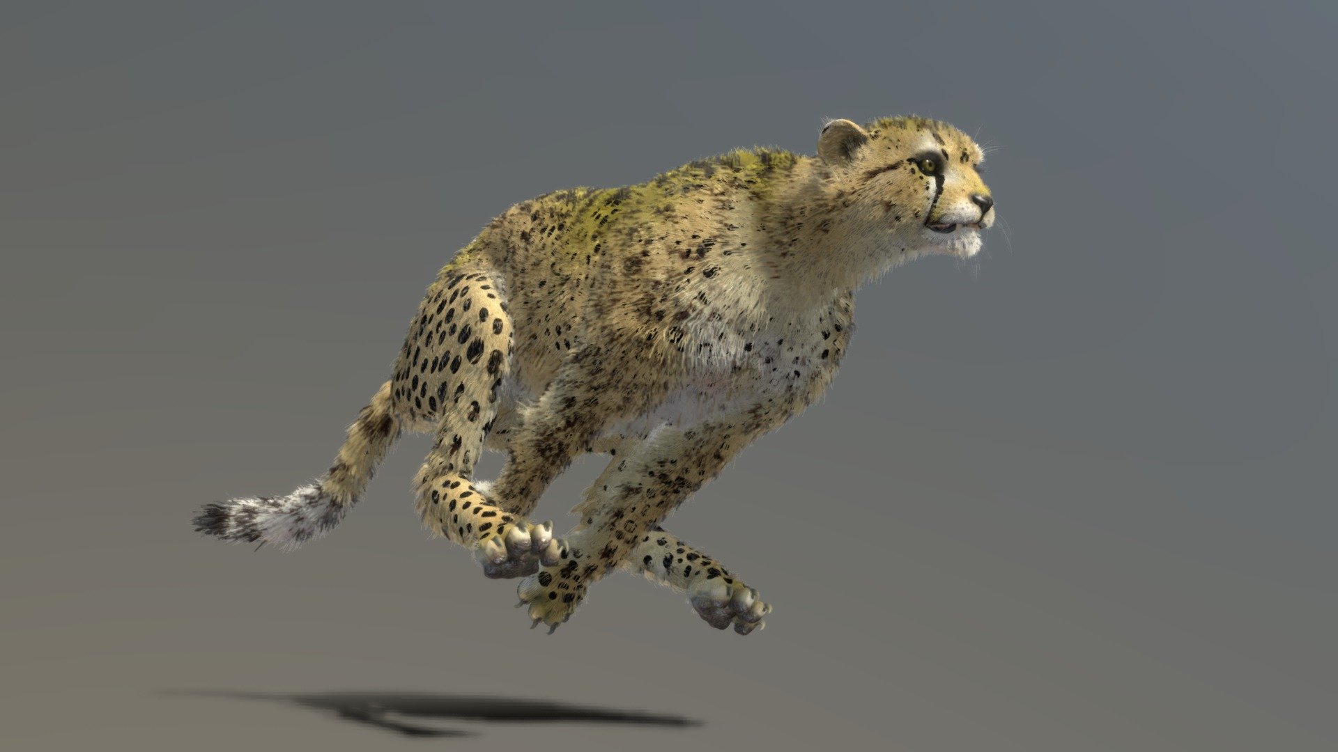 Cheetah