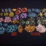 Corals