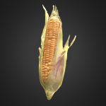Corn