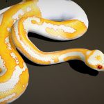 Dreamsicle Ball Python