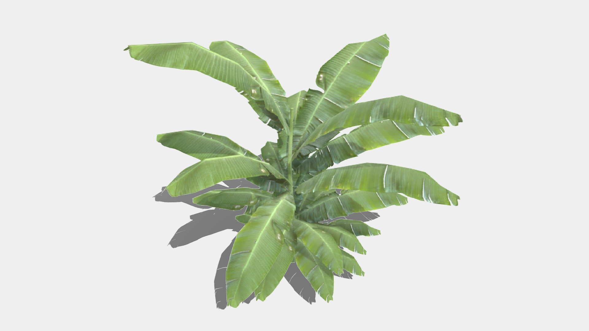 Fern