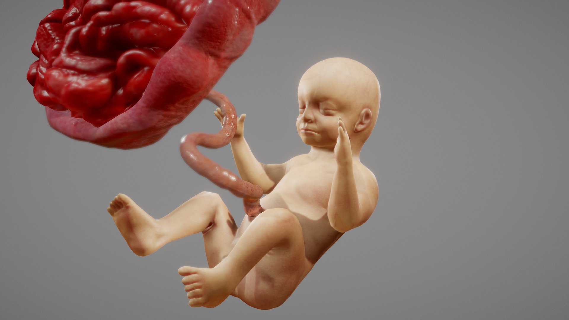 Fetus (Animated)