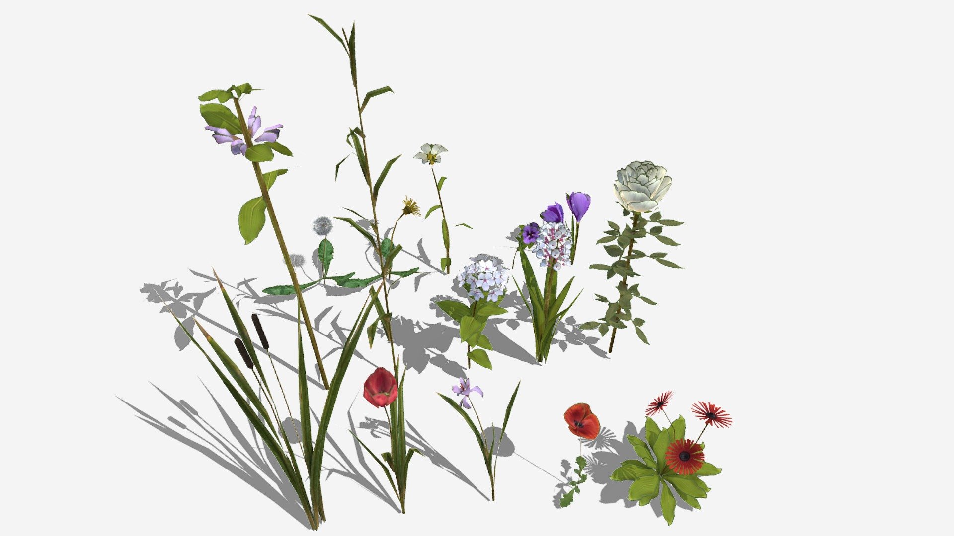Flowers Grass