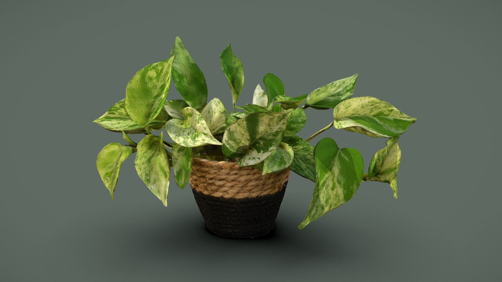 Golden Pothos