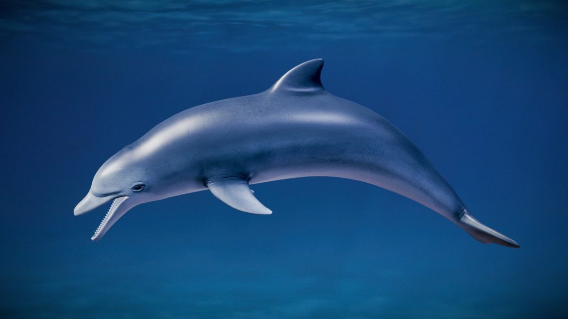 grey dolphin tursiops trancatus 3d model