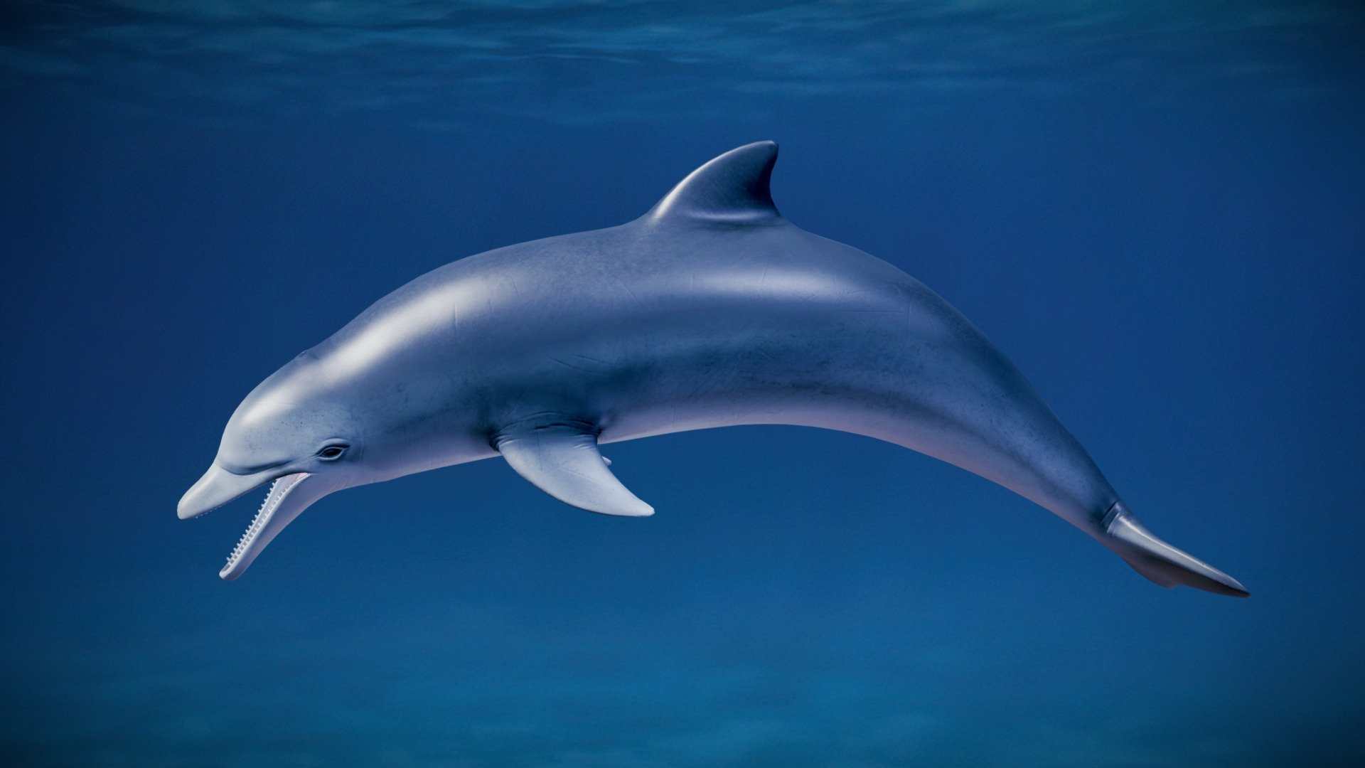 Grey Dolphin – Tursiops Trancatus