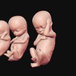 Growing Baby 3D Print-Ready Models :Weeks 4-12