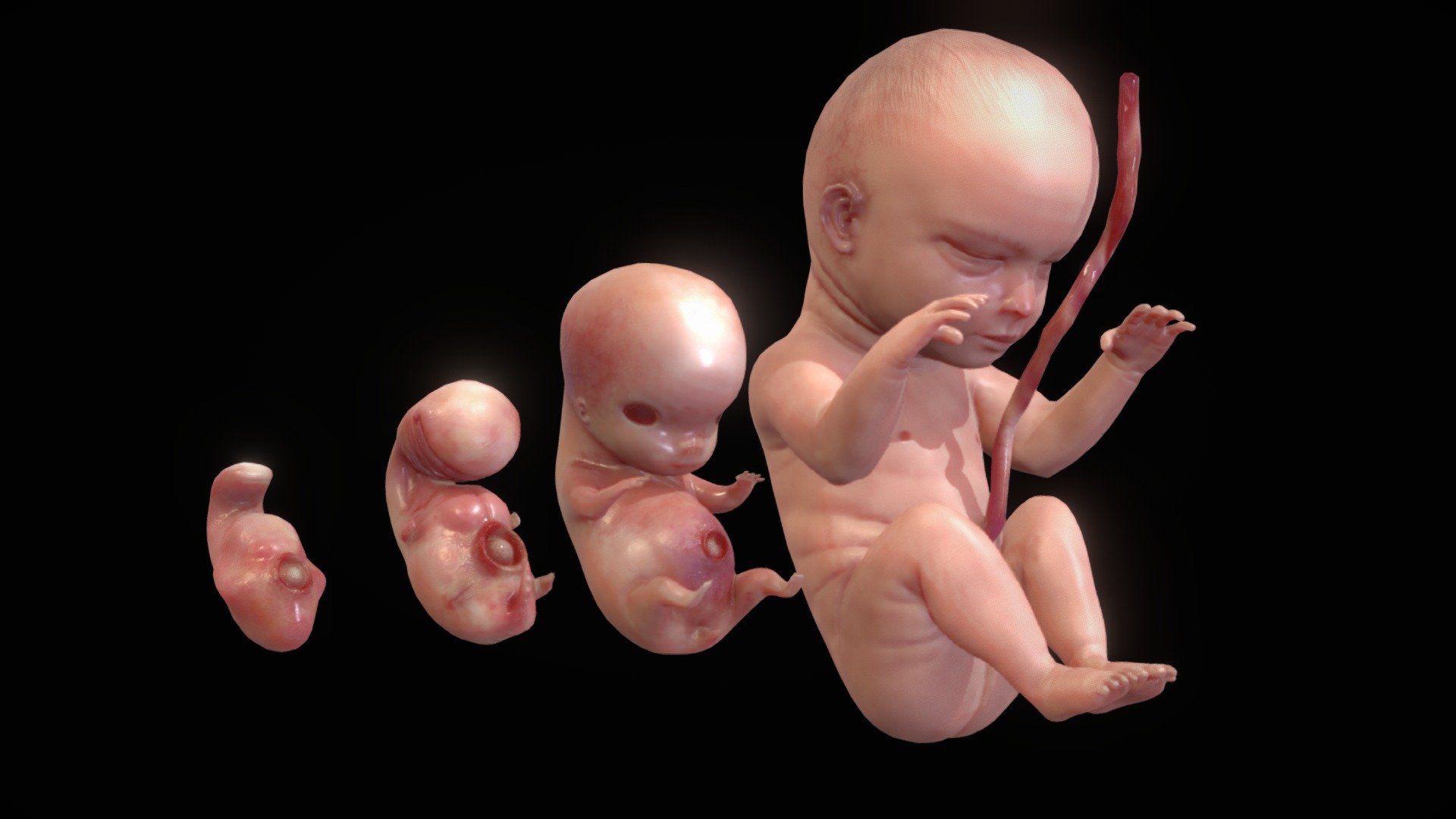 Human embryonic – fetal development stages