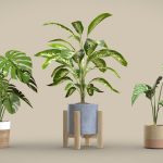Indoor Exotic Plants