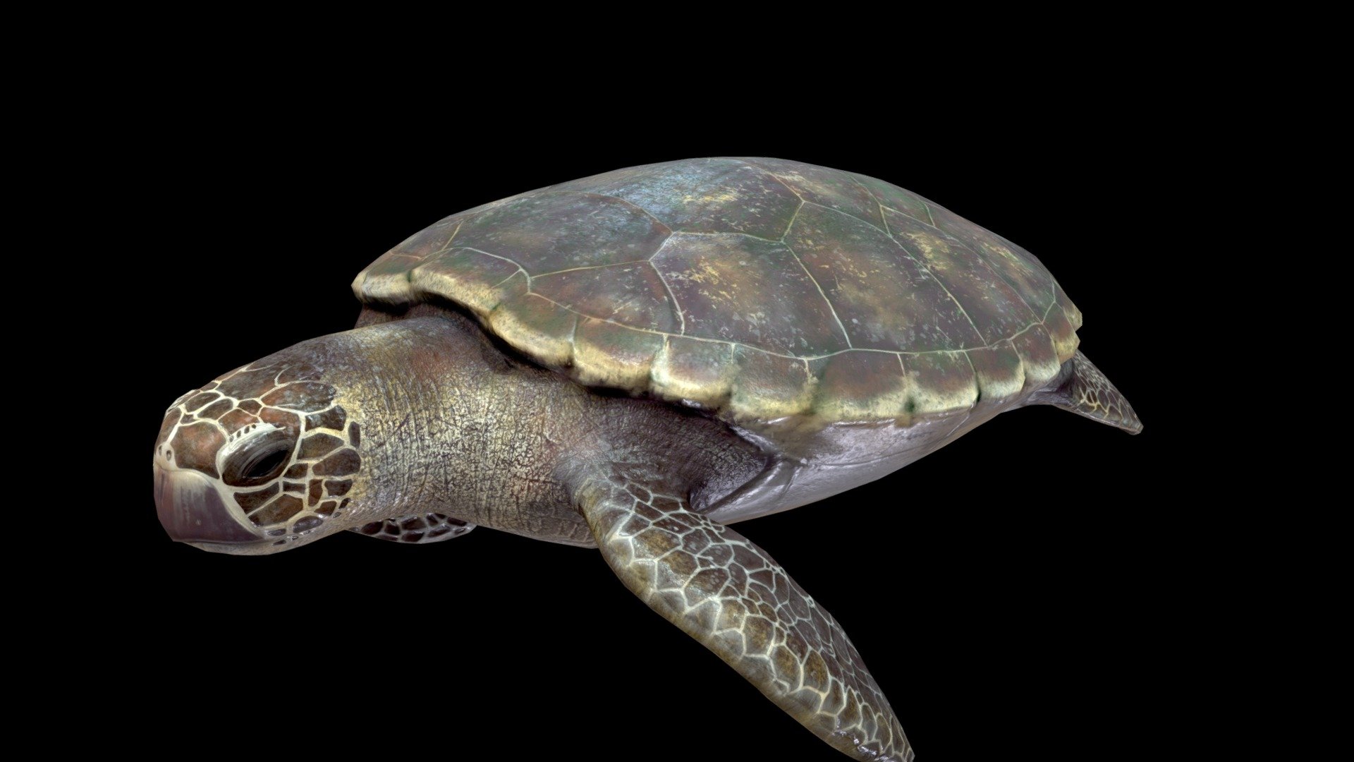 Karetta Karetta (loggerhead) sea turtle