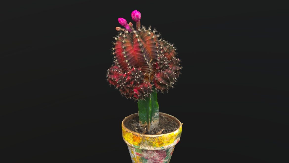 little red cactus in a pod 3d model