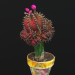 little red cactus in a pod 3d model