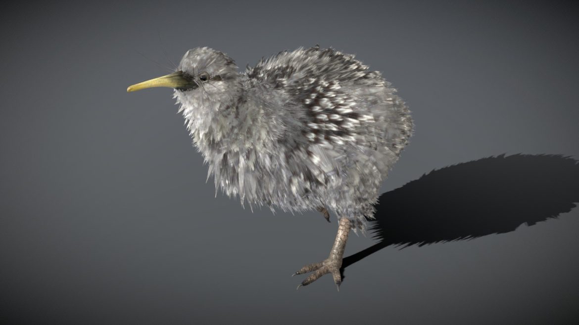 little spotted kiwi 3d model