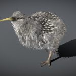 Little Spotted Kiwi
