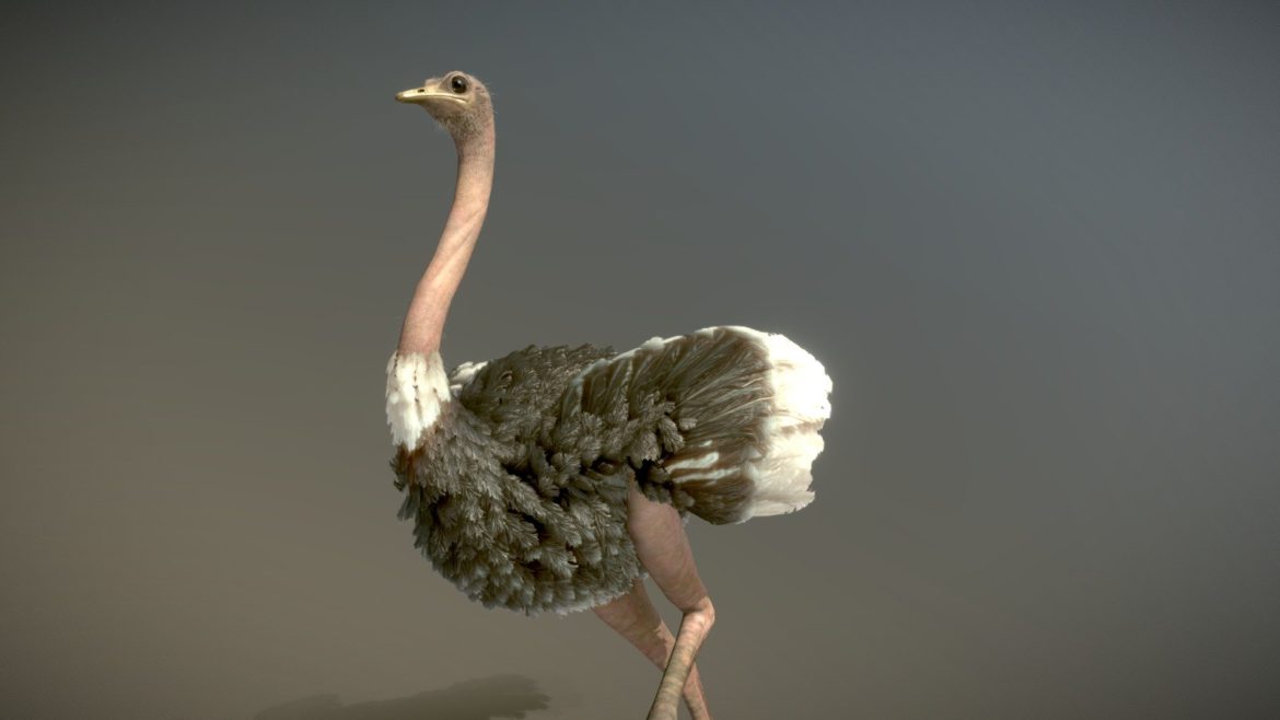 masai ostrich 3d model