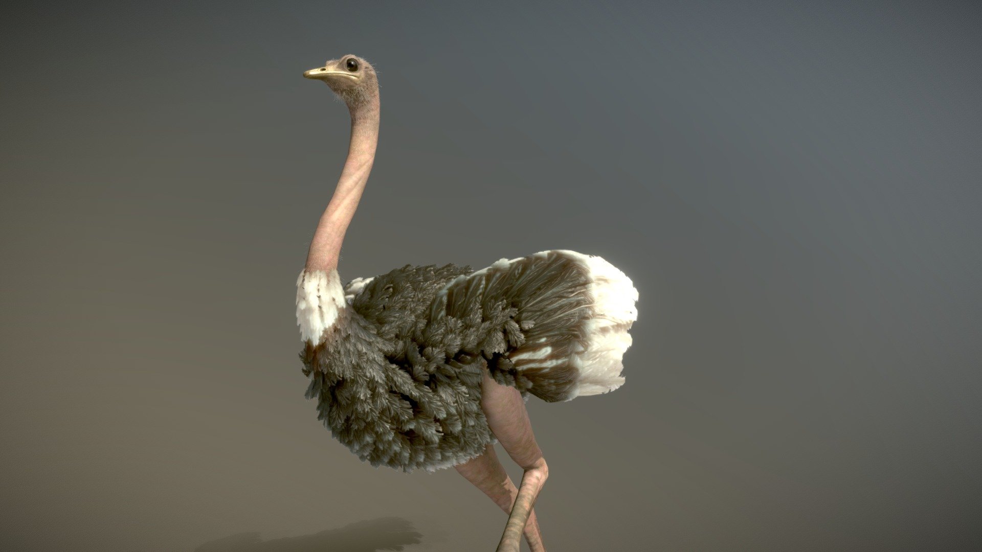 Masai Ostrich ♂