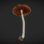 mushroom 03 3d model