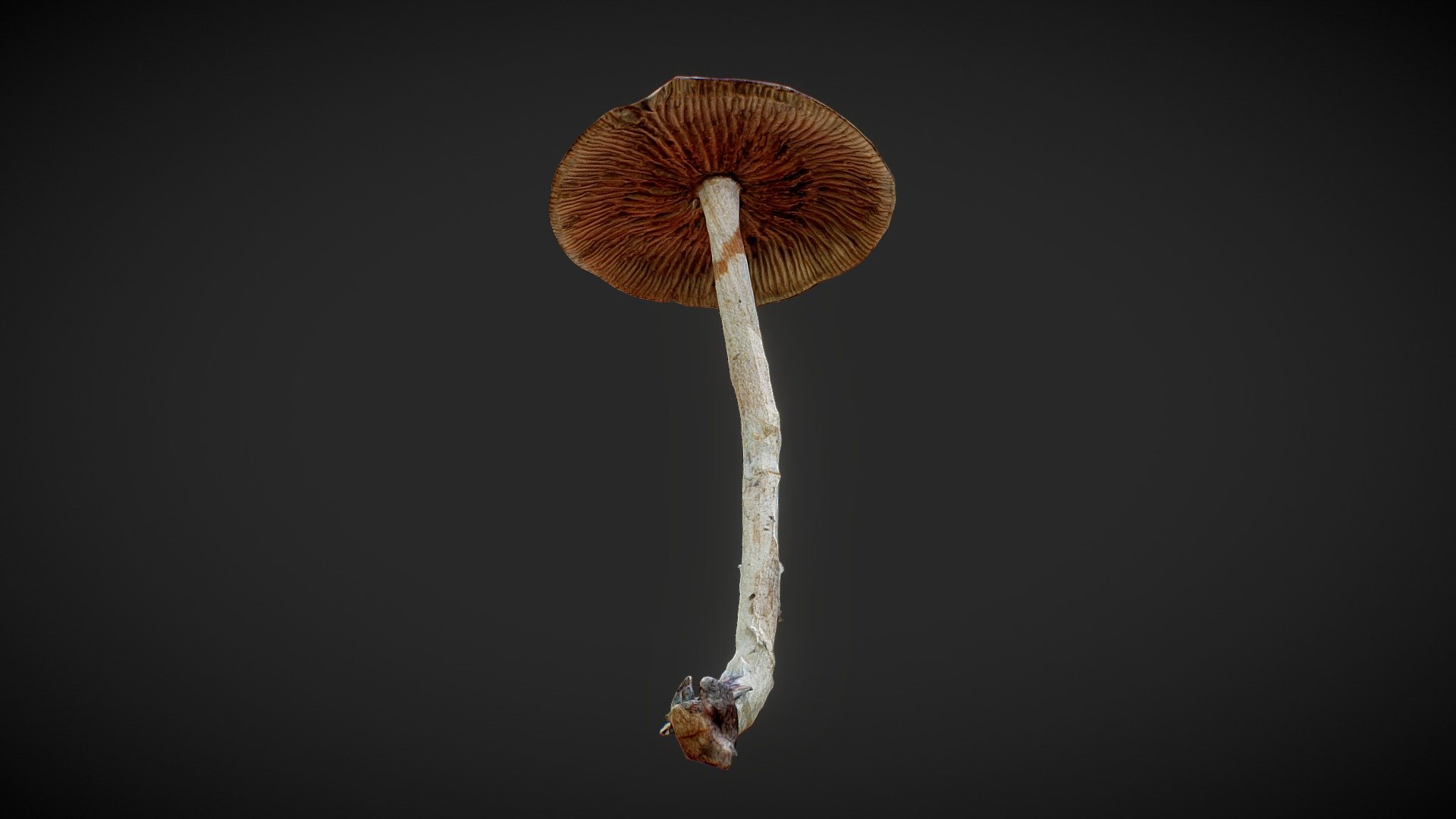 Mushroom 03