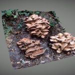 mushroom in the wood 3d model