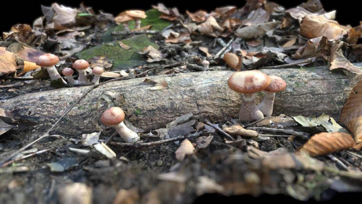 mushrooms in hoosier national forest 3d model