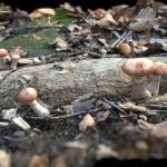 Mushrooms in Hoosier National Forest