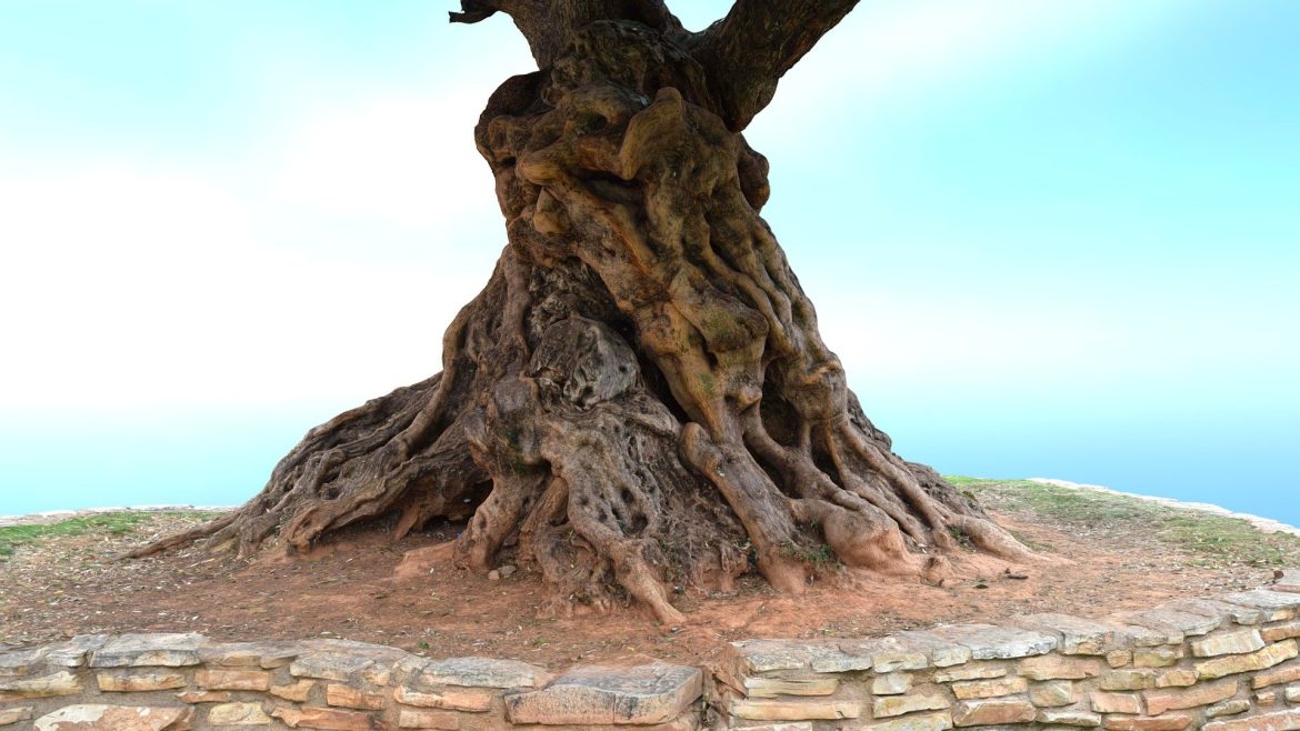 olive tree 3d model