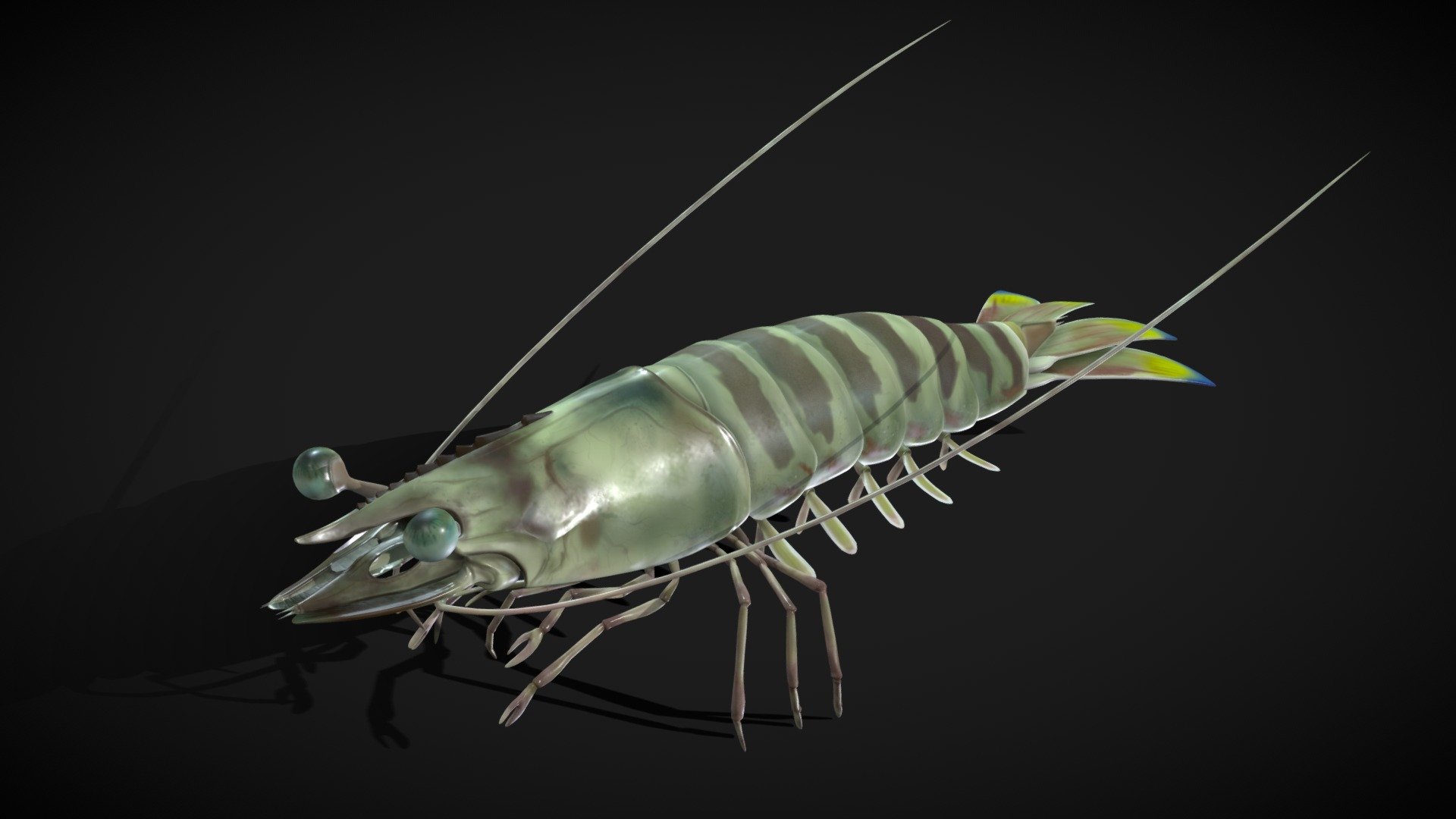 Panaeus Kerathurus – Mediterranean Shrimp