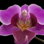 phalaenopsis anatomy photogrammetry on an orchid 3d model
