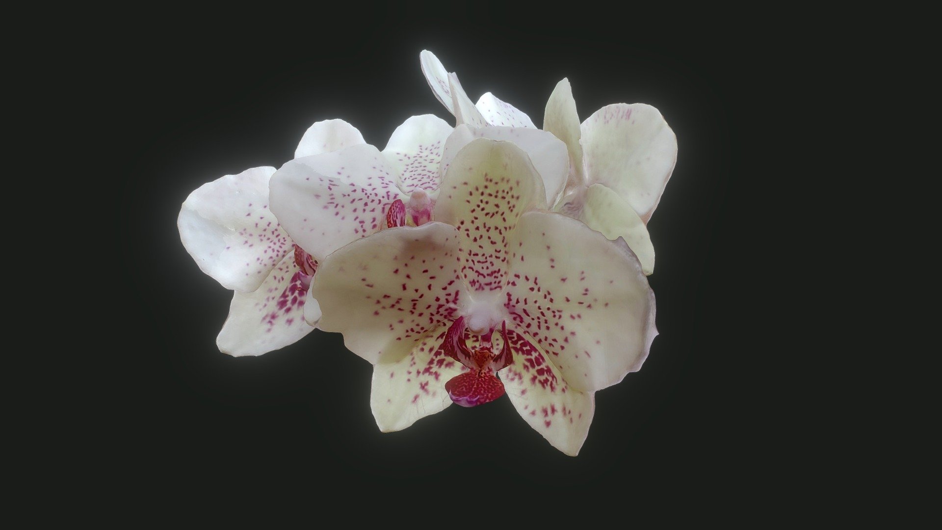 Phalaenopsis Orchid