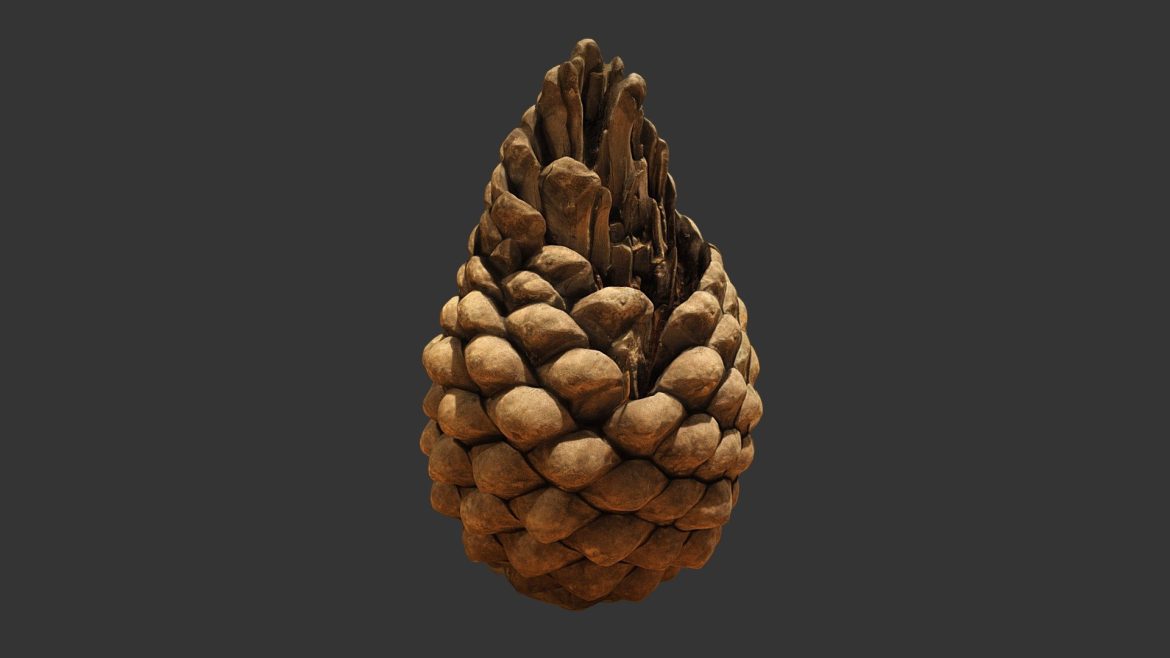 pine cone 3d model