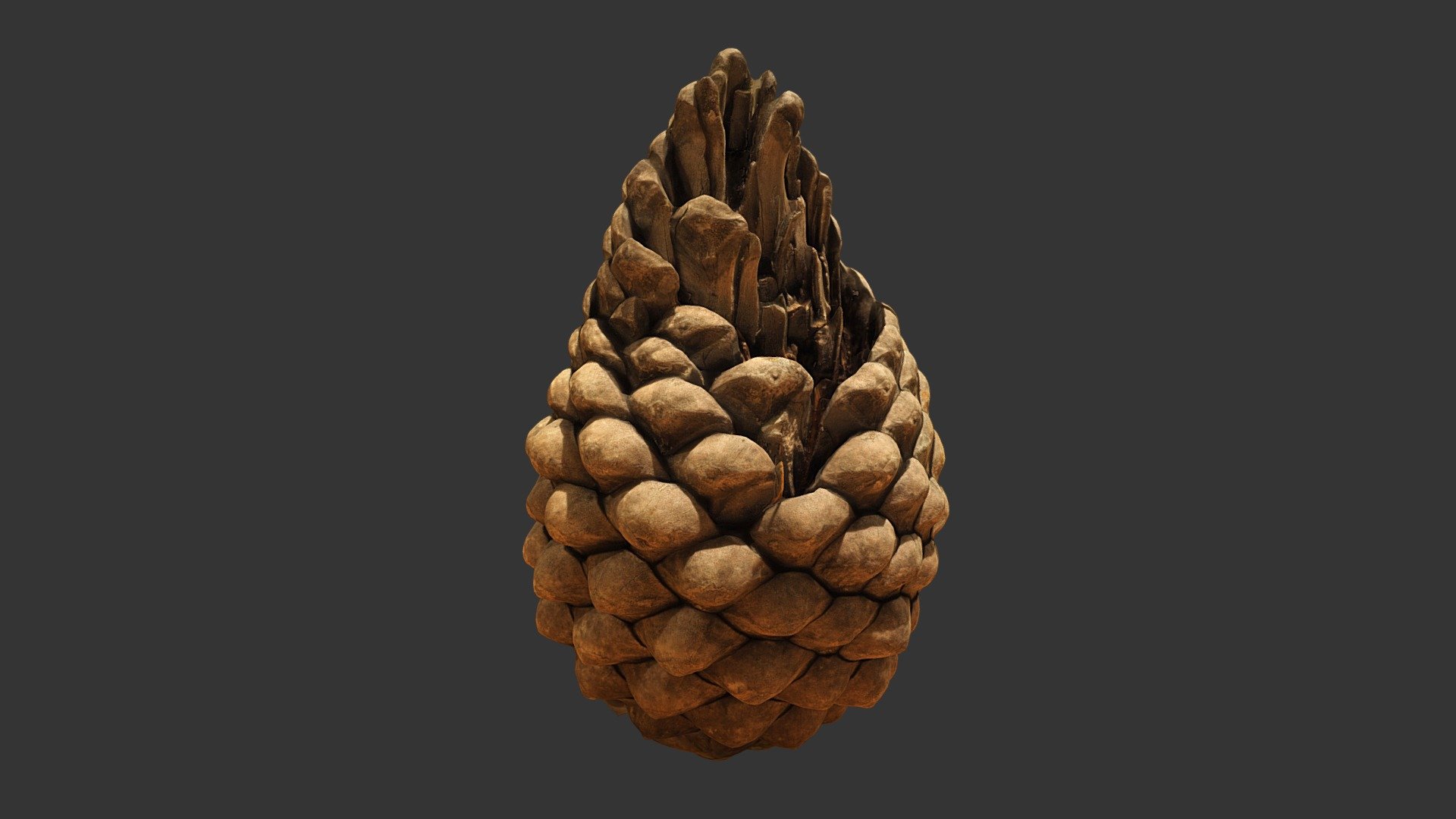Pine Cone