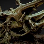 Roots 3