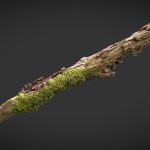 Rotting branch 01