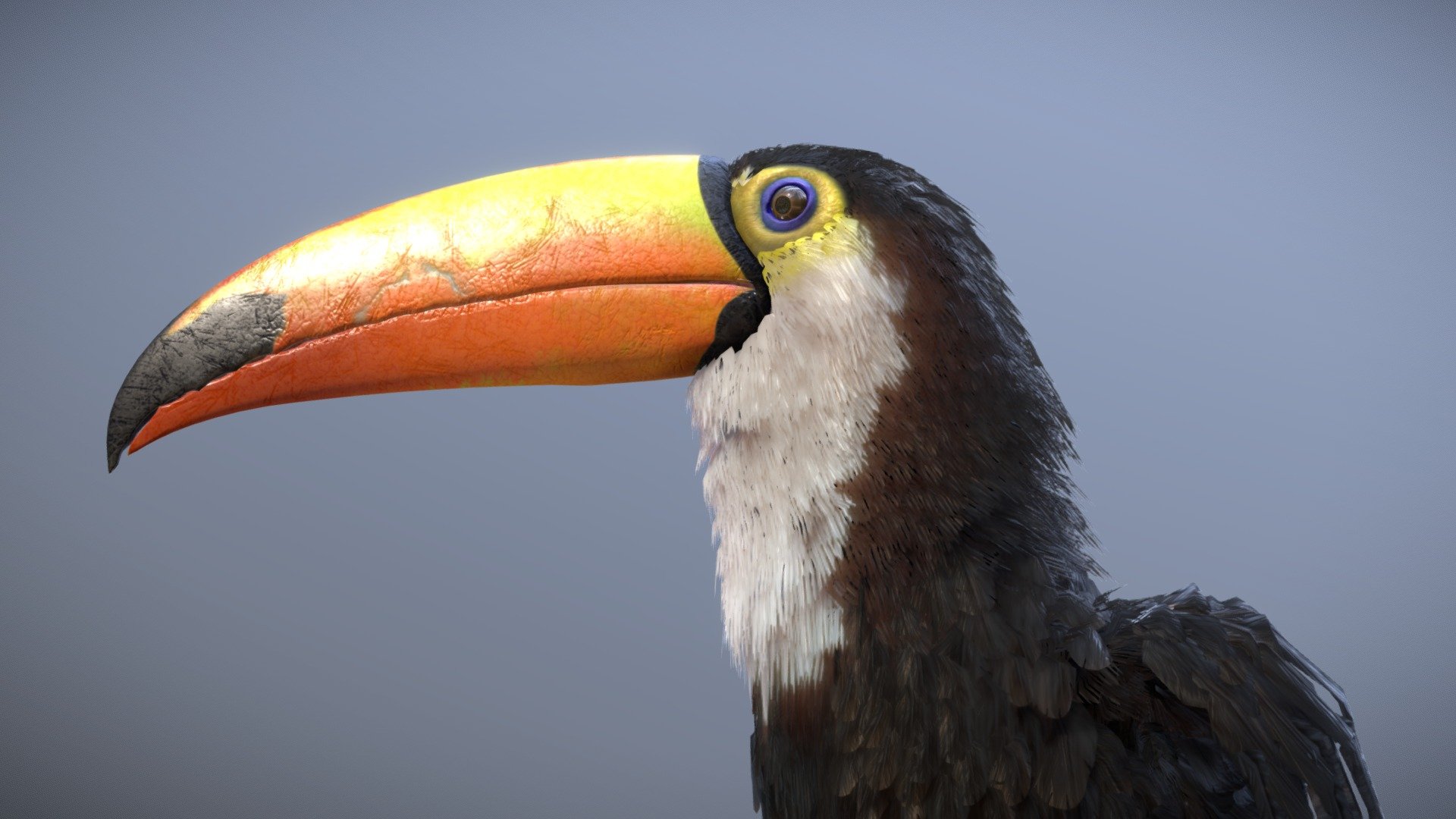 Toco Toucan