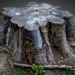 Tree Trunk
