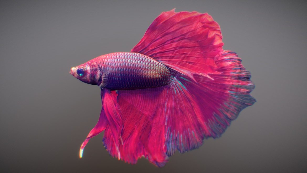 tropical fish 2 3d model